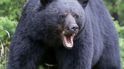 चीनसँगको सीमा जोडिएको लप्चीगाउँमा भालु आतङ्क