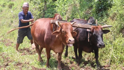 सुदूरपश्चिममा हलगोरु पाल्ने कृषकले पाँच हजार पाउने