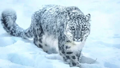 मुस्ताङमा हिउँ चितुवाको सर्वेक्षण सुरु