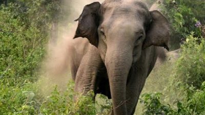 जंगली हात्तीबाट पीडितलाई एक करोड ३७ लाख रुपैयाँ राहत