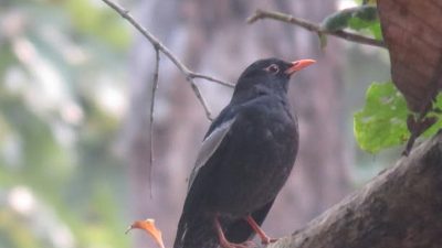 शुक्लाफाँटामा पहिलोपटक ‘मदना चाँचर’ फेला: चरा संरक्षणमा नयाँ उत्साह