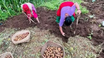 आलु उत्पादक किसान भन्छन्, ‘खनौँ भाउ छैन, नखनौँ कुहिने डर छ’