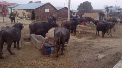 जीविकोपार्जन सुधारका लागि भैँसीपालन कार्यक्रम’