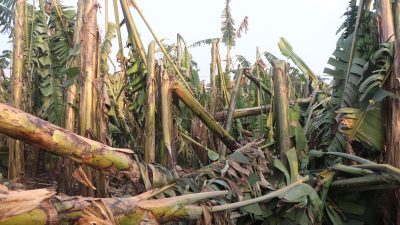 हुरीका कारण केरामा क्षति