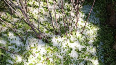 असिनाले फलफूल र तरकारी बालीमा क्षति