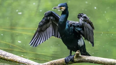 सारसको रोजाइमा लुम्बिनी : स्थानीयको संरक्षणले फस्टाउँदै प्रजननस्थल