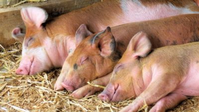 अफ्रिकन स्वाइन फिभर’का कारण एकसय बीस बङ्गुर मरे