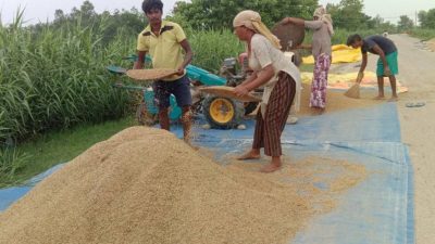 चैते धानको समर्थन मूल्य तोक्न अध्ययन सुरु