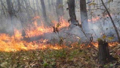 जानीजानी वनमा डढेलो लगाउने प्रवृत्ति बढ्दो