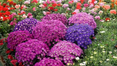 आजदेखि २७औँ फ्लोरा एक्स्पो सुरु