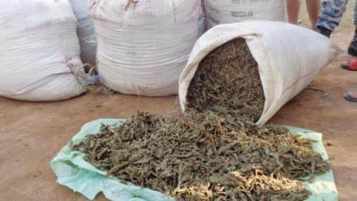 १०९ किलो गाँजा प्रहरीको नियन्त्रणमा