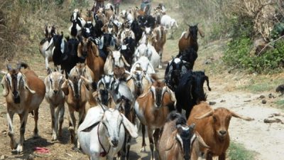 चितवनका सातवटै पालिकामा बाख्रालाई ‘पिपिआर’ खोप लगाइँदै