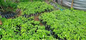 सिप्लीकान संरक्षण गरी आम्दानी गर्दै कृषिउद्यमी खनाल