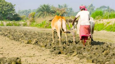 मौसम बदलीले अन्नबाली नष्ट हुन थालेपछि किसान चिन्तित