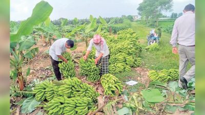 केरा खेतीको बिमा नहुँदा किसान मारमा