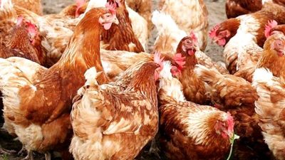 झापामा ‘बर्ड फ्लु’ प्रकोपः पक्षीजन्य वस्तु ओसार–पसारमा रोक