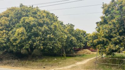 मधेस प्रदेशमा आँप उत्पादनमा वृद्धि हुने