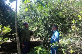 पौवादुङमाका किसान उद्यममा जोडिदै