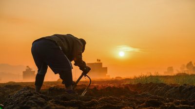 पतझरमा किसानलाई पतिङर सोहोर्ने चटारो