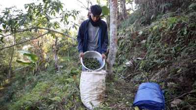 रुद्राक्ष खेतीबाट मनग्य आम्दानी