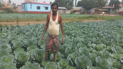 आलेखः तरकारीखेतीले चिनिँदै बाह्रदशीको राधानगर गाउँ