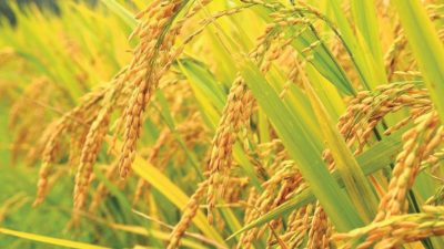 किसानले चैते धानको उचित मूल्य पाएनन्