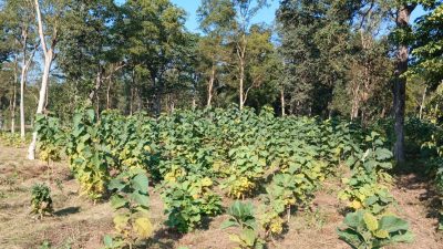 समुदायको विकासमा साझेदारी गर्दै सामुदायिक वन