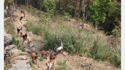 बाख्रापालनमा निर्भर धारापानीका बासिन्दा