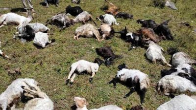चट्याङ लागेर ३९ भेडाबाख्रा मरे