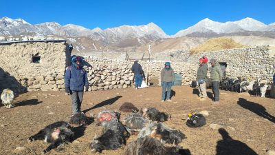 उपल्लो मुस्ताङमा हिमचितुवाको आक्रमणबाट २१ भेडाच्याङ्ग्रा मरे