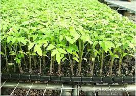 गोलभेडाको बेर्ना रोप्दै कामदार