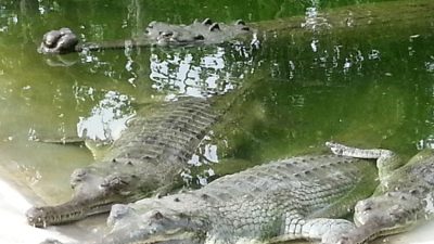 घडियाल गोहीको गुँड खोज्दै निकुञ्ज