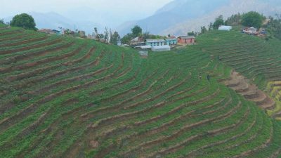 ऋण खोजेर सुरु गरेको तरकारीखेतीले सोवितलाई दिलाएको पहिचान