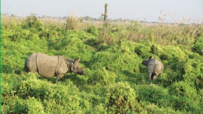 बजेट अभाव, अब गैँडा गणना अर्को वर्ष