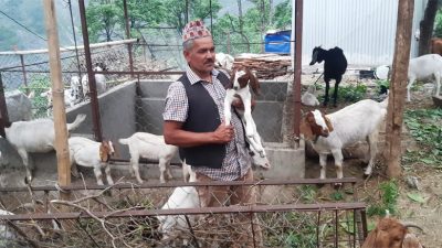 वैदेशिक रोजगारी छाडेर गाउँमा बाख्रापालन