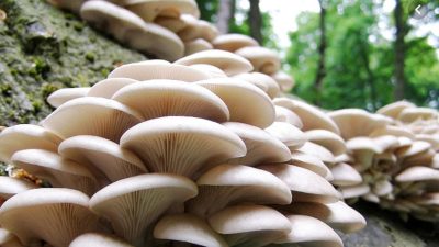 जङ्गली च्याउ खाँदा थप एक जनाको मृत्यु