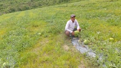आचार्यको तरबुजाखेती अरुका लागि प्रेरणा