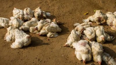 बर्डफ्लु सङ्क्रमणः काभ्रेमा ४० हजार हाँस–कुखुरा नष्ट