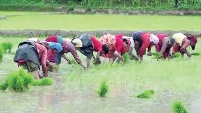 धान दिवसः सिँचाइ सुविधा नहुँदा ५० प्रतिशत पनि रोपाइँ भएन