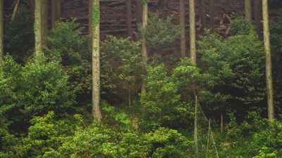 चन्द्रगढी वनमा आयुर्वेदिक औषणीय गुण भएका वनस्पति रोपिँदै