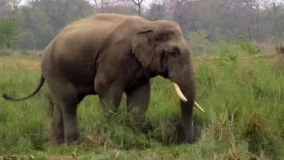 हात्तीको आक्रमणमा परी एक महिलाको मृत्यु
