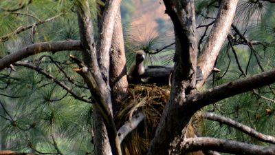 चार प्रजातिका दुर्लभ गिद्धको सफल प्रजनन