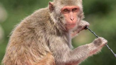 बाँदरलाई ‘बन्ध्याकरण’ गर्ने