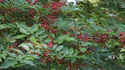 अर्घाखाँचीमा साठी हजार टिमुरका बिरुवा रोपिँदै