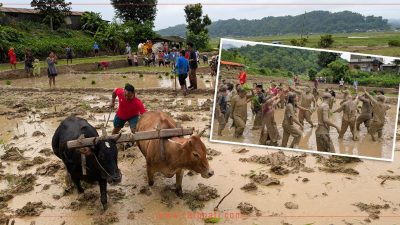 ‘करारखेती प्रवर्द्धन कार्यक्रम’बाट कृषकलाई राहत