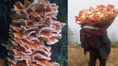 च्याउ खोज्न निकुञ्ज गएका तीन महिला फेला , १४ जना&hellip;