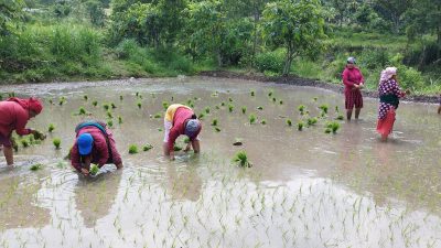 गोरखामा ५८ प्रतिशत  रोपाइँ सकियो