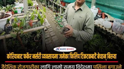 कोरियाबाट फर्केर नर्सरी व्यवसायमा जमेका फिलिप टिकटकबाटै बेच्छन् बिरुवा