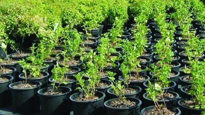 रामधुनीमा वार्षिक ३५ हजार बिरुवा उत्पादन