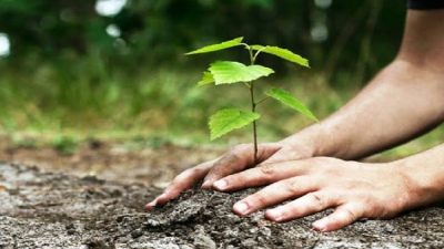 सगरमाथा वृक्षरोपण अभियानः पर्वतमा दुई हजारभन्दा बढी बिरुवा रोपियो